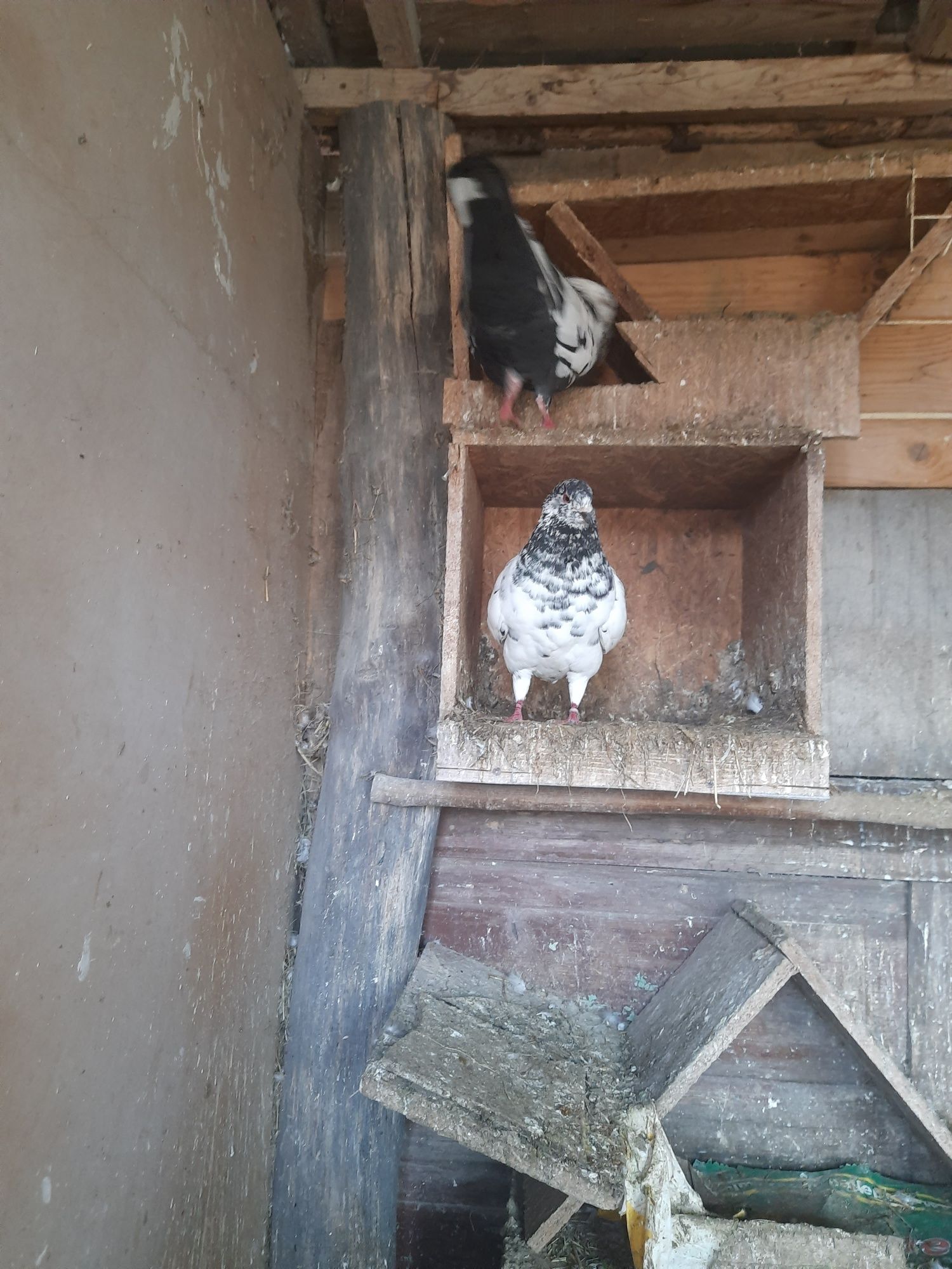 Gołąbki Kingi para