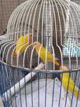 Agapornis Opalinos Lutinos (MACHOS SEXADOS)