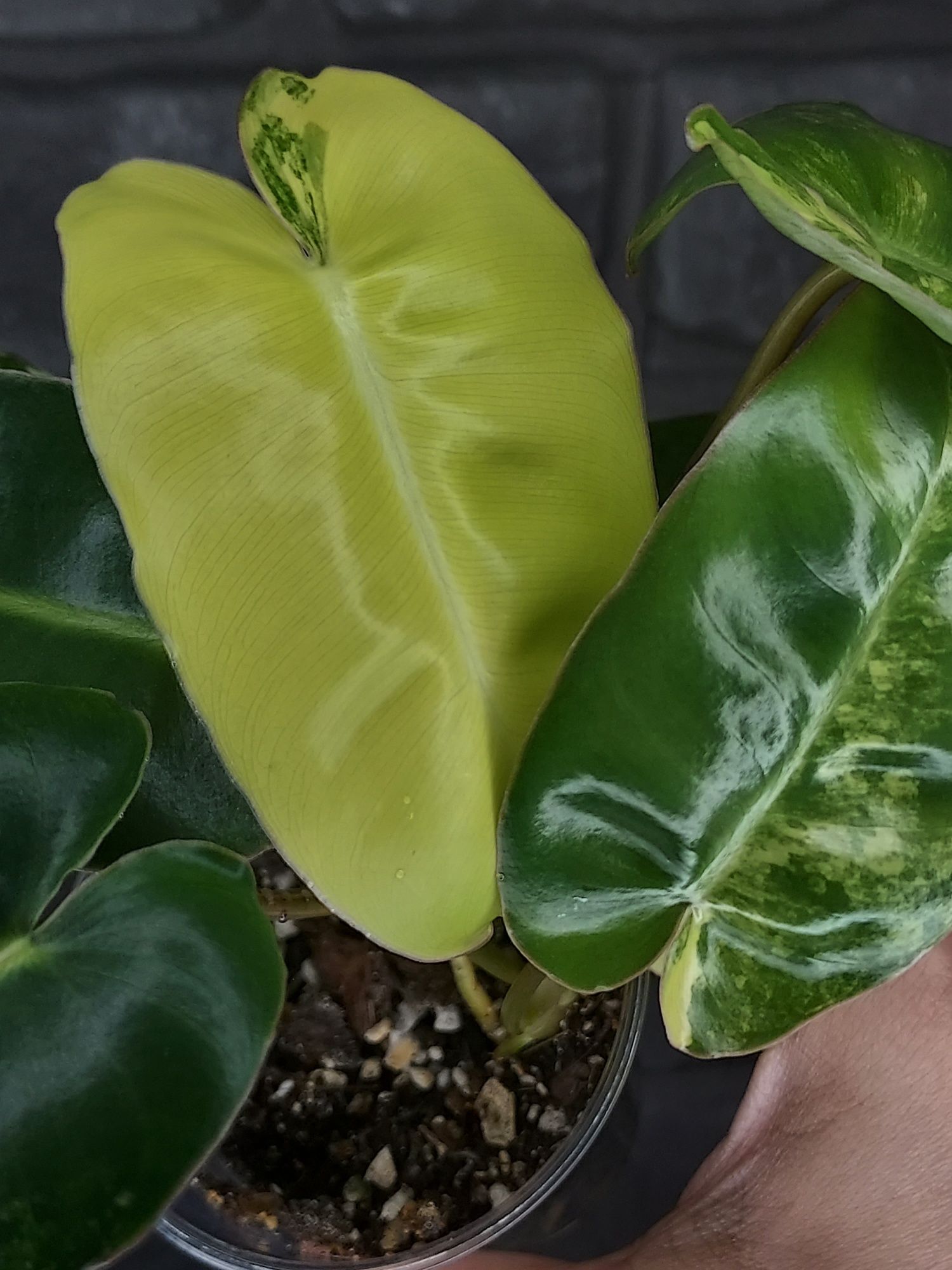Philodendron Burle Marx Variegata #3