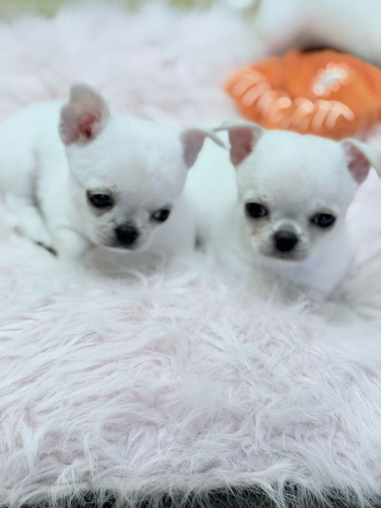 Piesek Chihuahua xs z prawdziwym rodowodem ZKwP FCI