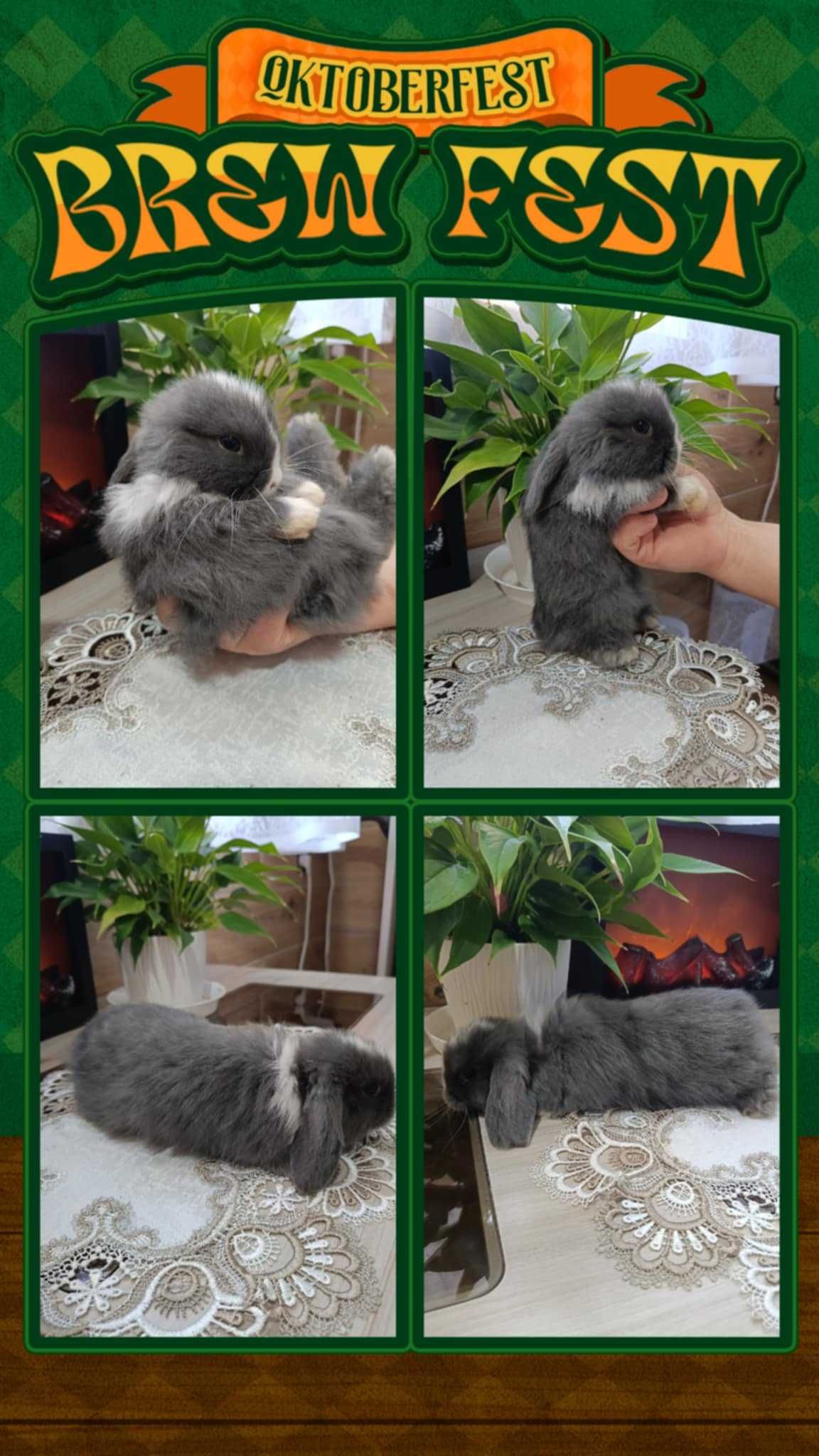 Mini Lopy baranki królik karzełek .Hodowla zarejestrowana KZHK