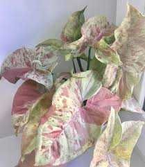 Сингоніум красивий