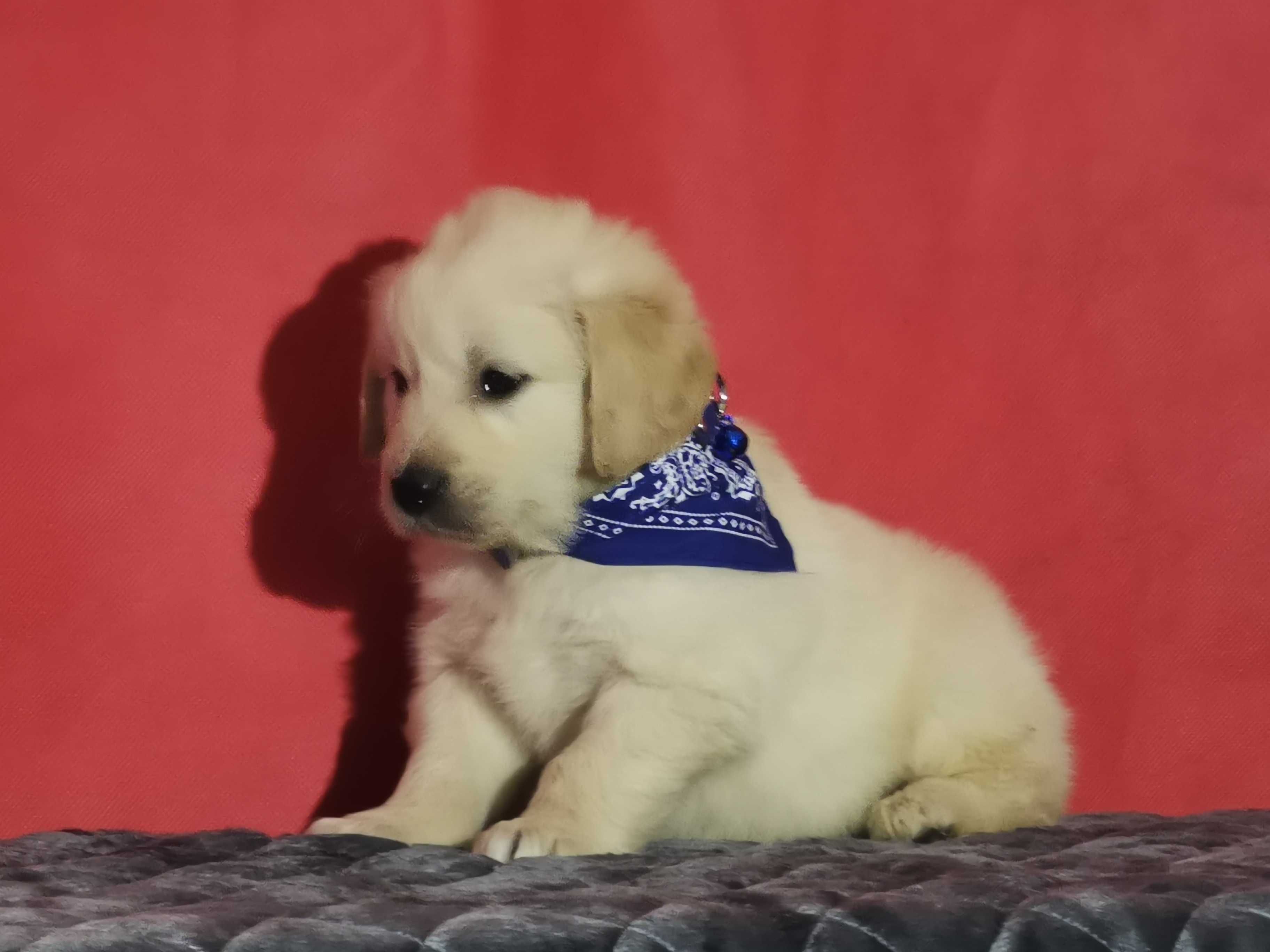 Golden retriever piesek 9 tygodni
