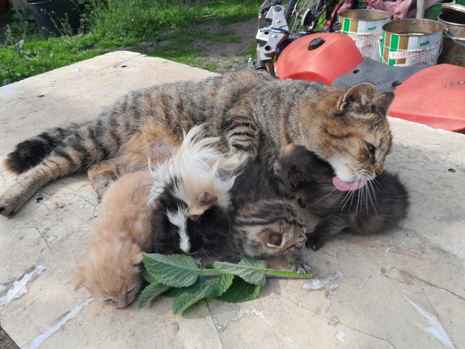Kotek kot,samiczka 7 tygodni.ta jasna.