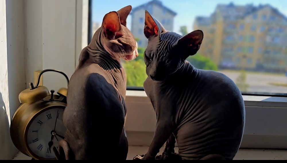 Kot sfinks piekny kocurek sphynx