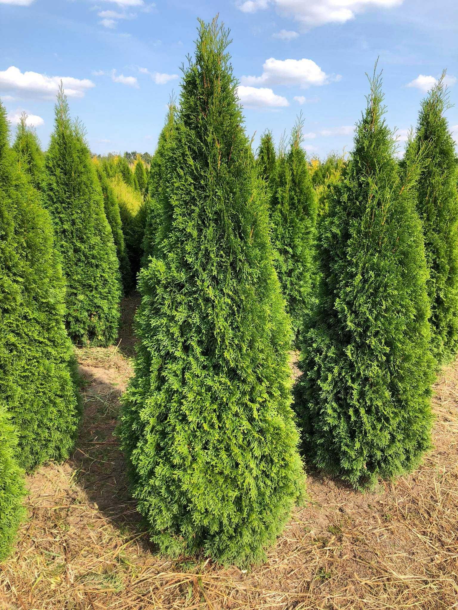 Tuja szmaragd, tuje od 80 do 250 cm! Thuja brabant do 270!