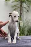 Whippet ZKwP suczka w pięknym umaszczeniu Revirado FCI