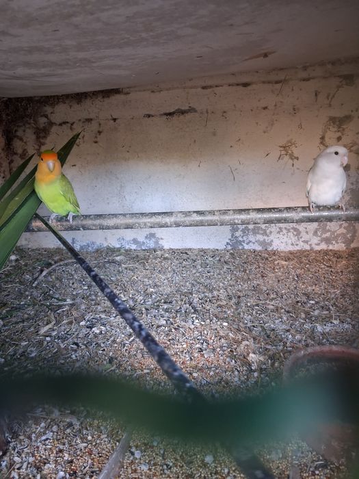 Casal agaponis rosicolli