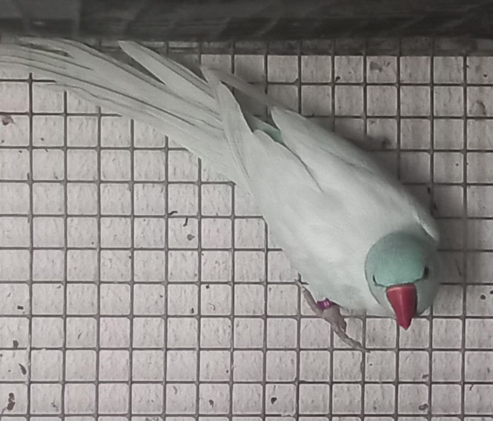 ringneck azul diluido