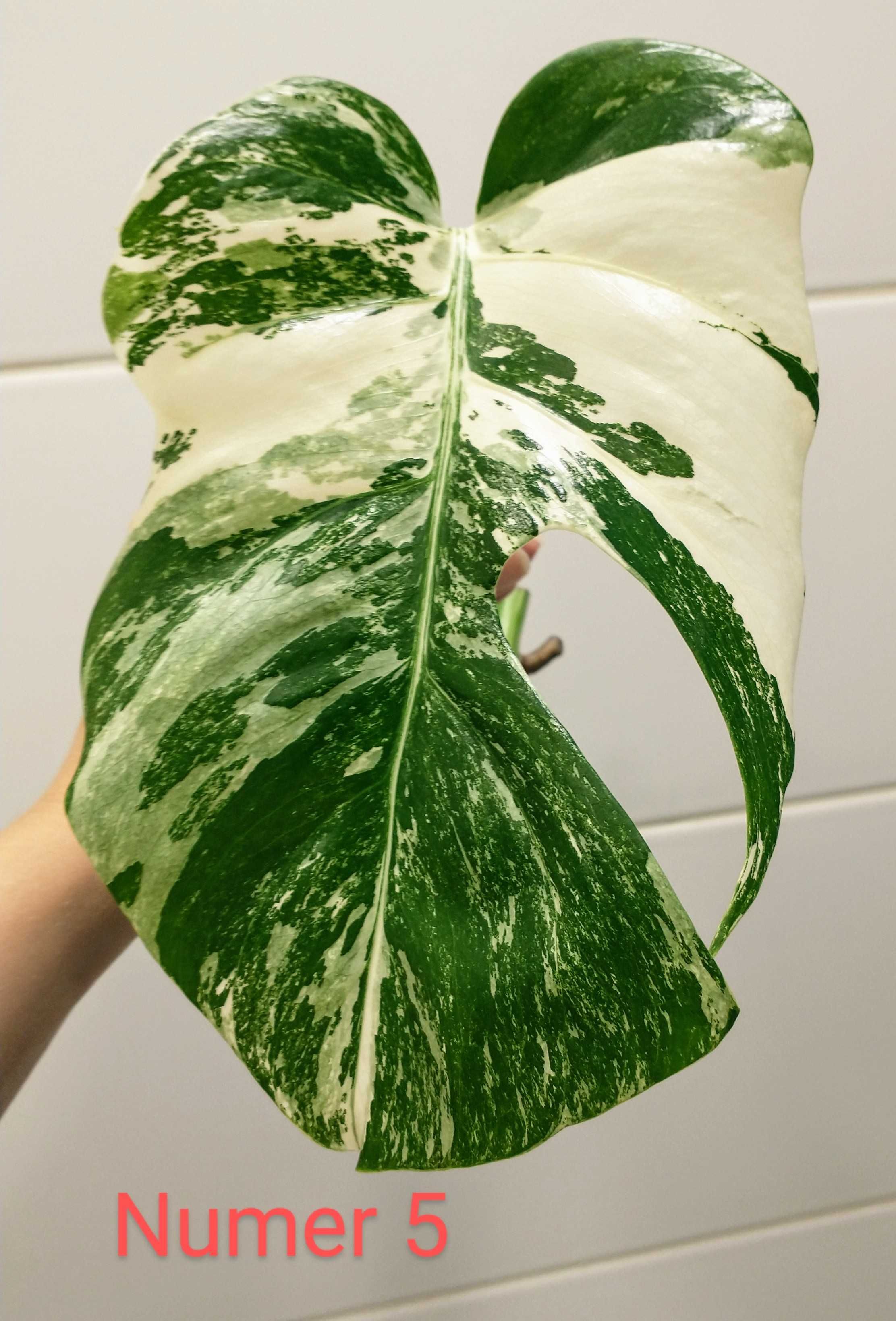 Monstery Variegata
