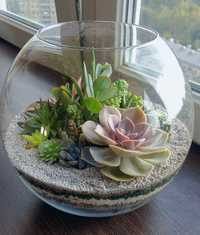 Флораріум з композицією з сукулентних рослин у скляній кулі.