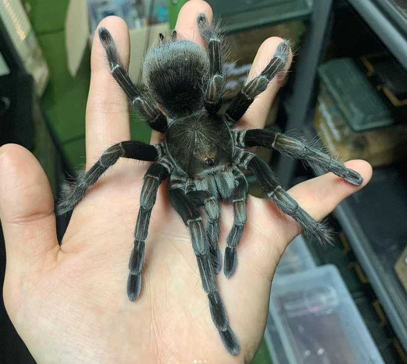 Крупный вид паук птицеед Pamphobeteus platyomma самка 6см по телу