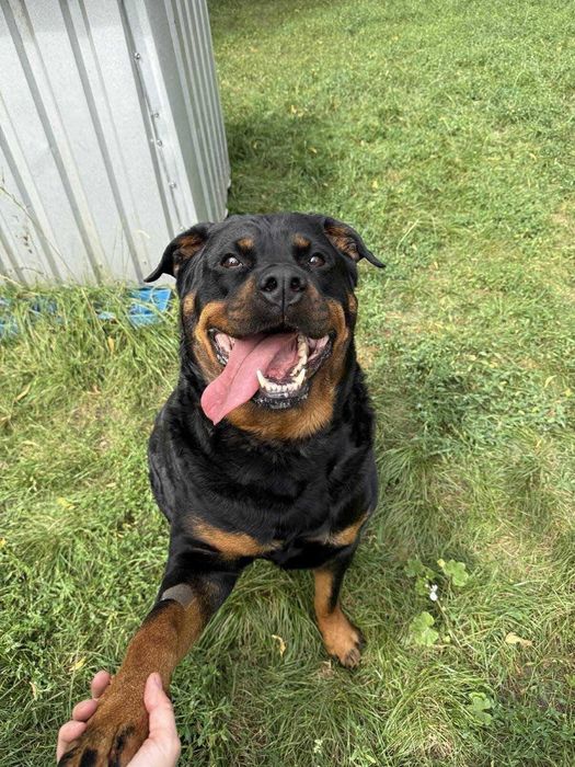 Irma - wyjątkowa dama w typie Rottweilera szuka domu - 6036/25