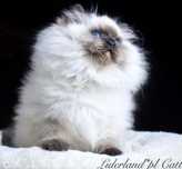 Kocięta Ragdoll Hodowla Liderland*PL FIFE/FPL