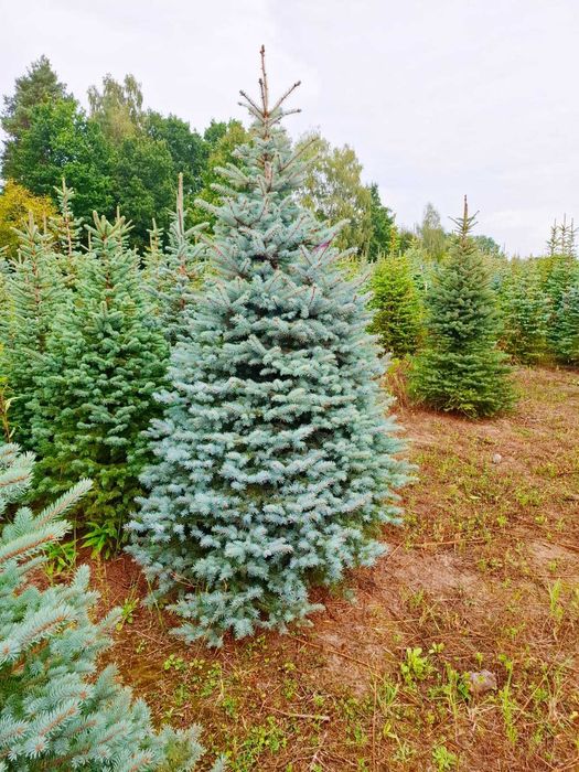 Świerk kłujący cięty 175-250 cm/ w donicy 60-180 cm/ TuChoinki.pl