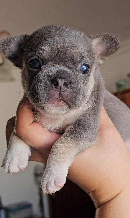 Bulldog Francês Blue Tan Fêmea