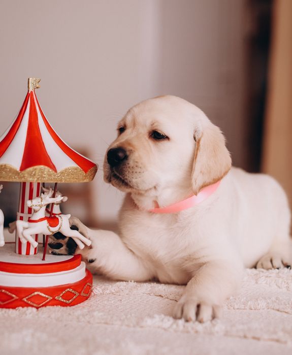 Дівчинка лабрадорв ретрівера