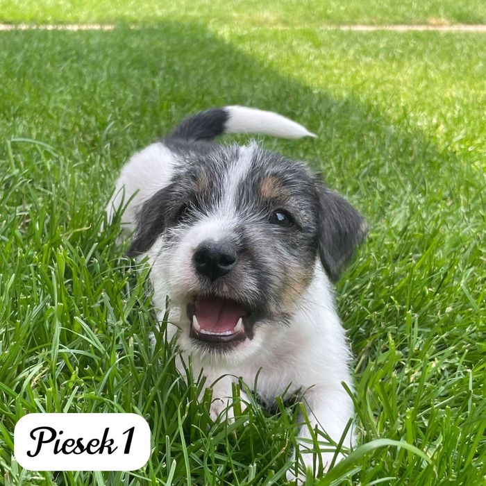 Piesek Parson Russell Terrier