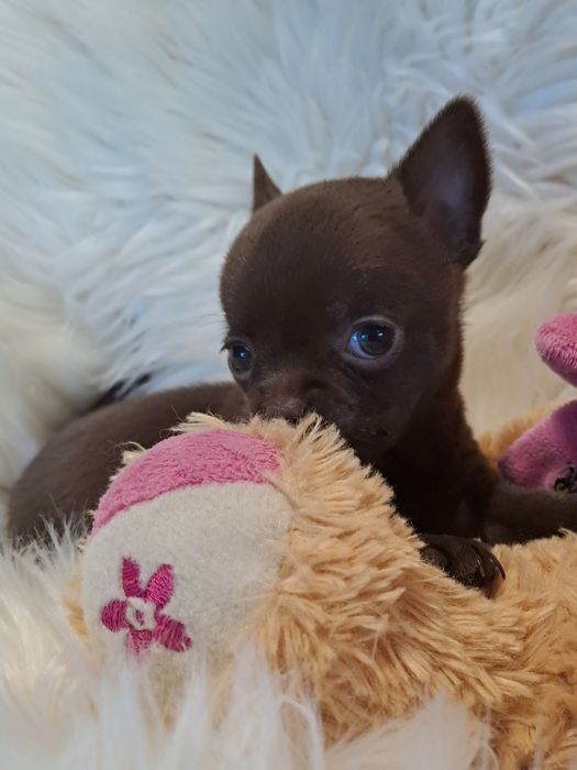 **SALLY**sunia chihuahua malutka choco zarezerwowana