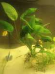 Anubias duży XXL