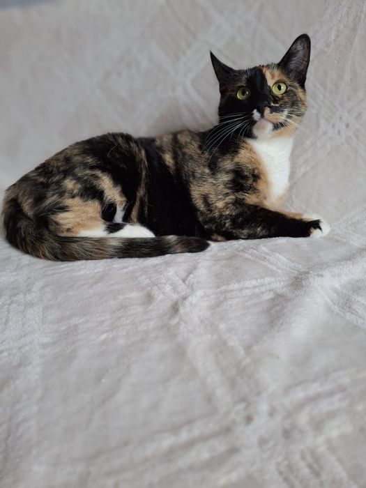 Трёхцветная стерилизованная кошечка подросток ищет дом! В хорошие руки