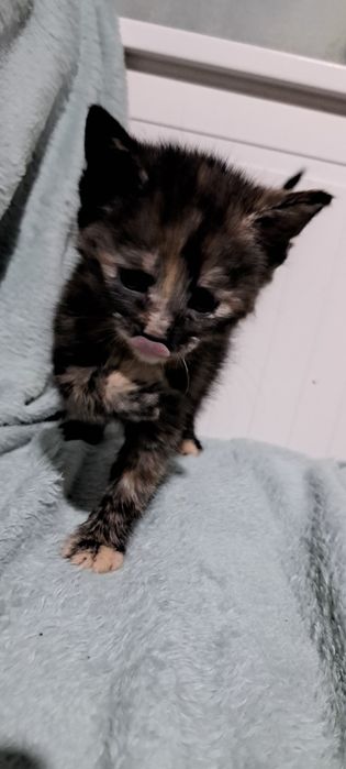 Kotki do oddania za darmo - ZAREZERWOWANE