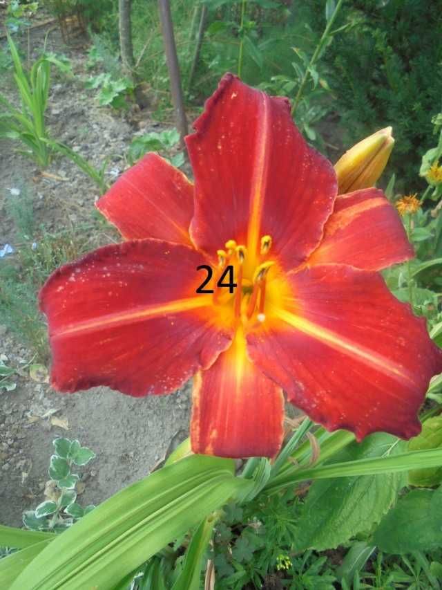 Liliowce duże flance .