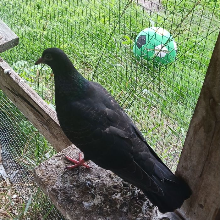 Młode tiplery  budapeszty i  pocztowy