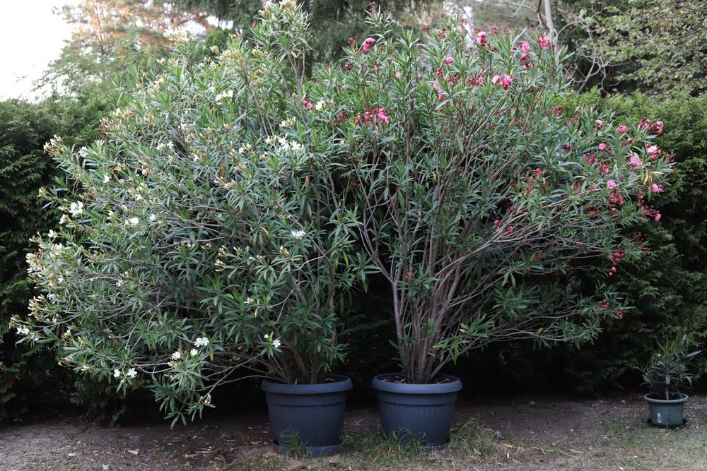 Duży Kwiat Ogrodowy Oleander 3 m, Różowy i Biały