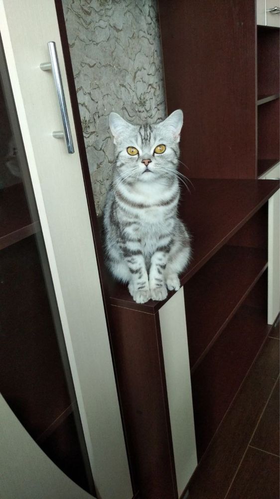Мармуровий котик в гарні ручки