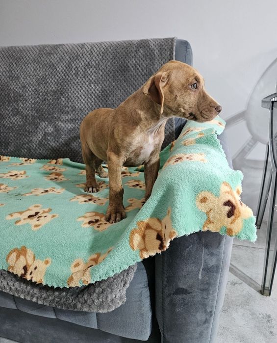 Suczka American Pit Bull Terrier