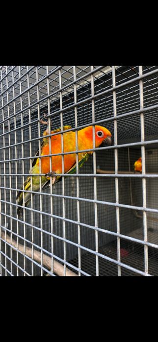 Aratingas solstitiallis