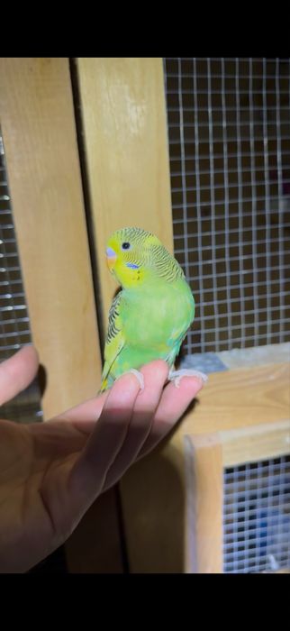 Młoda oswojona papuga