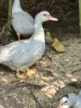 Patos pekin brancos