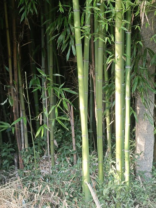 Canas de bambu natural
