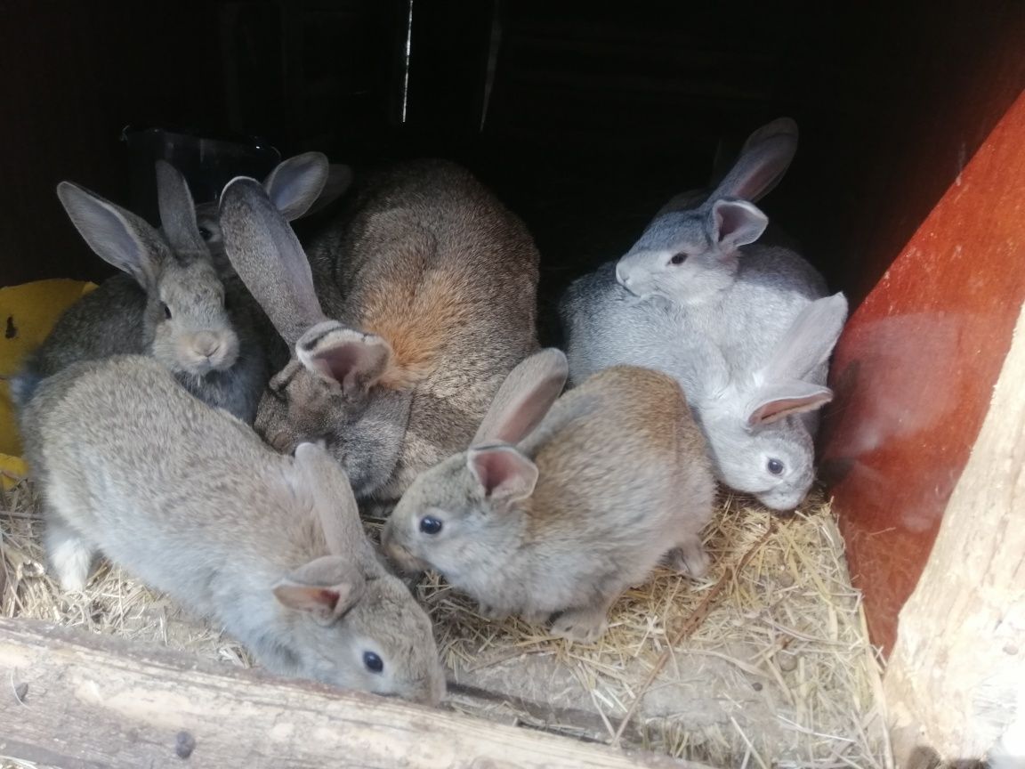 Продам кролей, крольчат самки