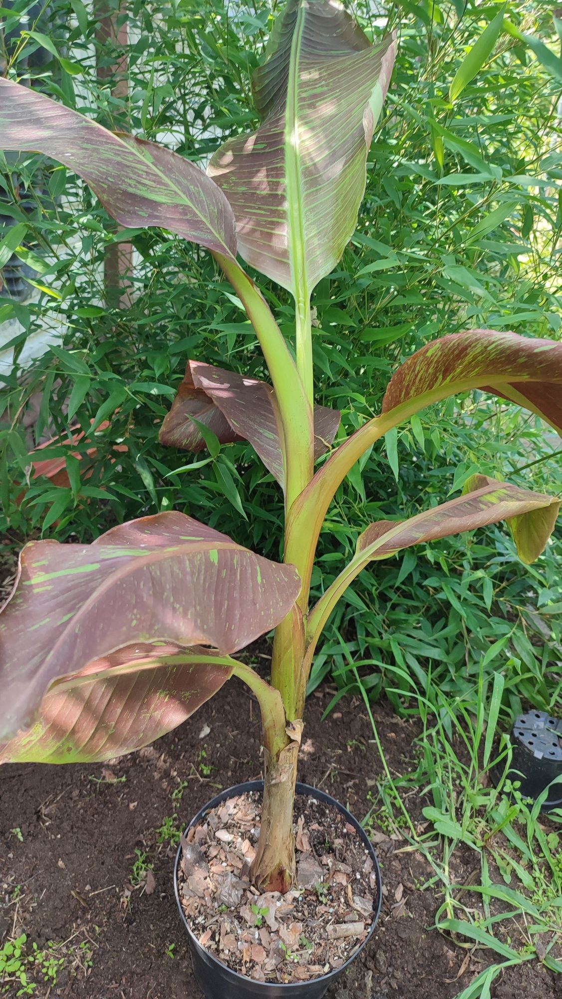 Bananowiec Musa Siam Ruby