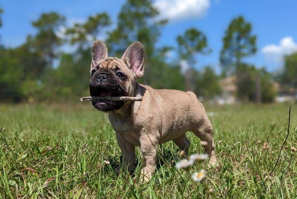 Buldog Francuski PŁOWY