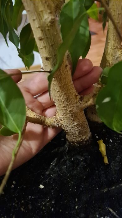 Фикусы  Бенджамина большие растения