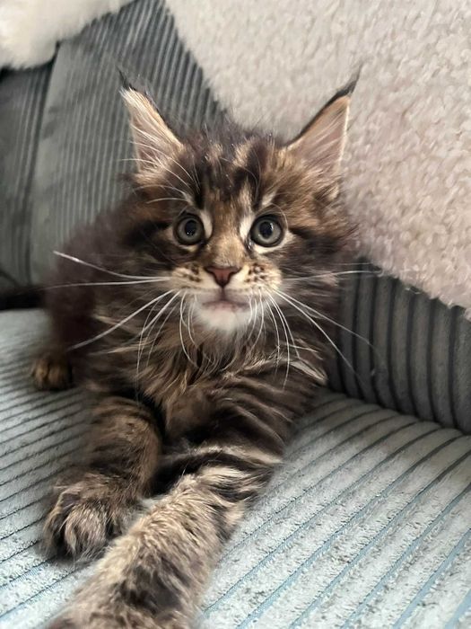 Kocurek XL Maine Coon n 23 linia shaded