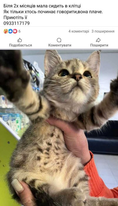 Коттки шукають сім'ю