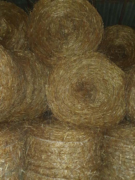 Sprzedam słomę owsianą