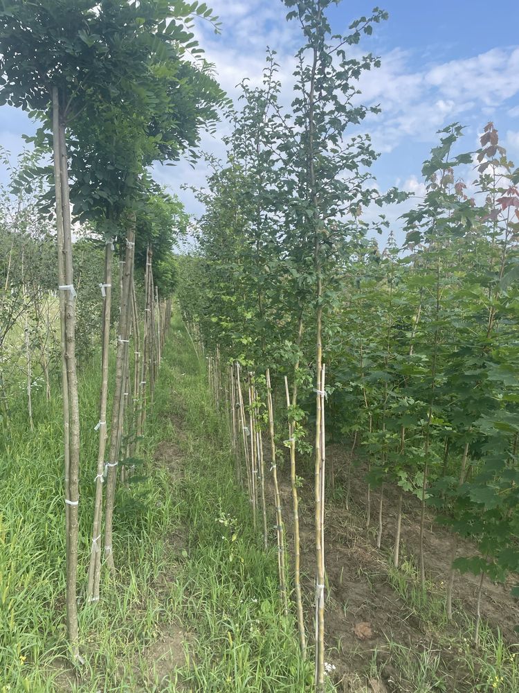 Клен Глобозум, Платан, клен червоний, берези ,дерева декоративні