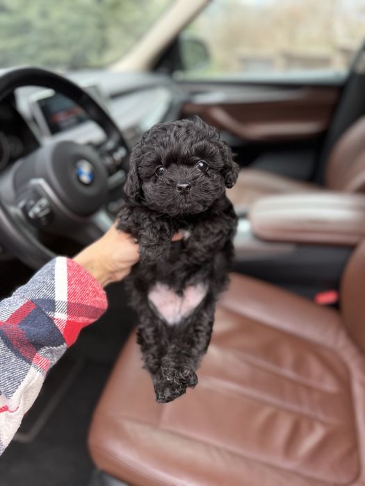 Мальтипу мини мальчик ф1 беби фейс