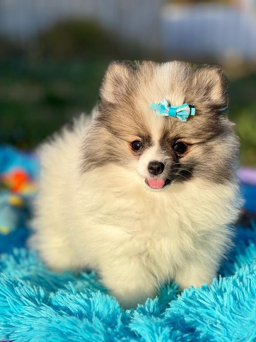 Lulu da Pomerânia micro miniatura com Lop e Afixo