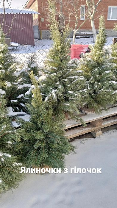 Ялинки, плетені/в'язані  з гілочок