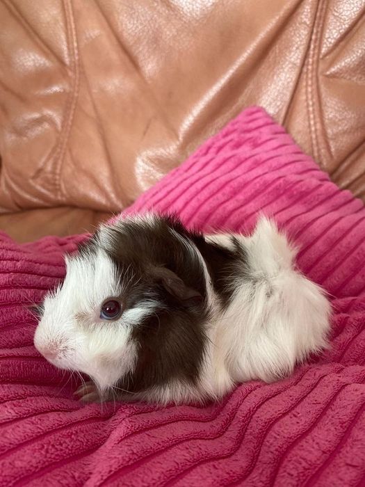 Морские свинки малейшие