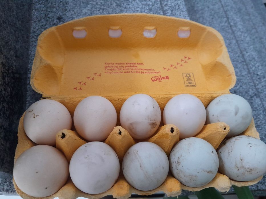 Jajka kacze biegusy i gesie konsumpcja