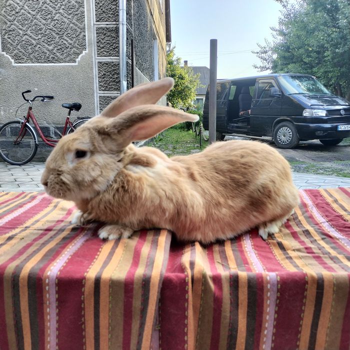 Кролики різних порід