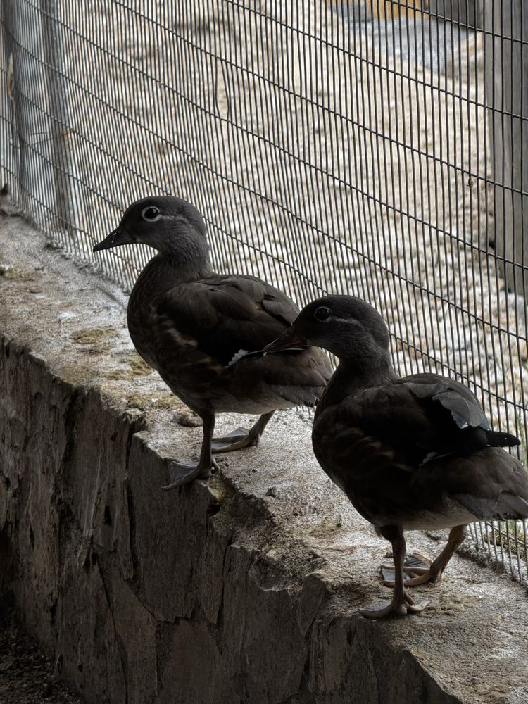 Patos mandarins novos